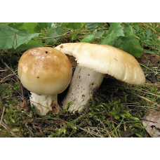 Мицелий Сыроежки миндальной / Сыроежка лавровишневая (Russula laurocerasi)